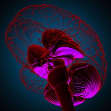 Tıbbi Konsept 3D Görüntü İçin İnsan Beyin İç Parçaları Anatomisi