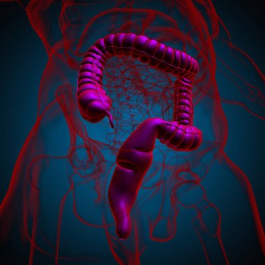 Tıbbi Konsept İçin Büyük Bağırsak 3D Görüntü İnsan Sindirim Sistemi Anatomisi