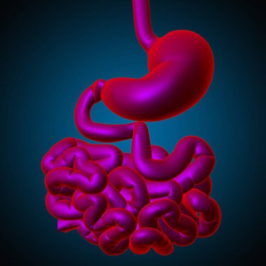 Mide Anatomisi İnsan Sindirim Sistemi Tıbbi Konsept 3 boyutlu Görüntü