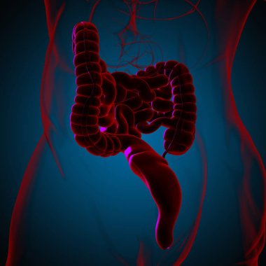 Tıbbi Konsept İçin Küçük ve Büyük bağırsak 3B Görüntü İnsan Sindirim Sistemi Anatomisi