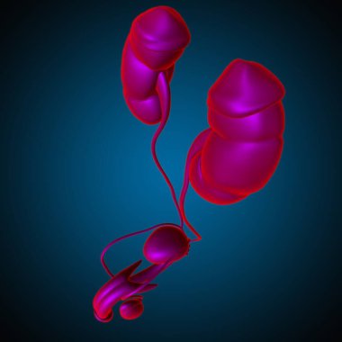 Tıbbi Konsept için Erkek Üreme Sistemi Anatomisi 3B İllüstrasyon