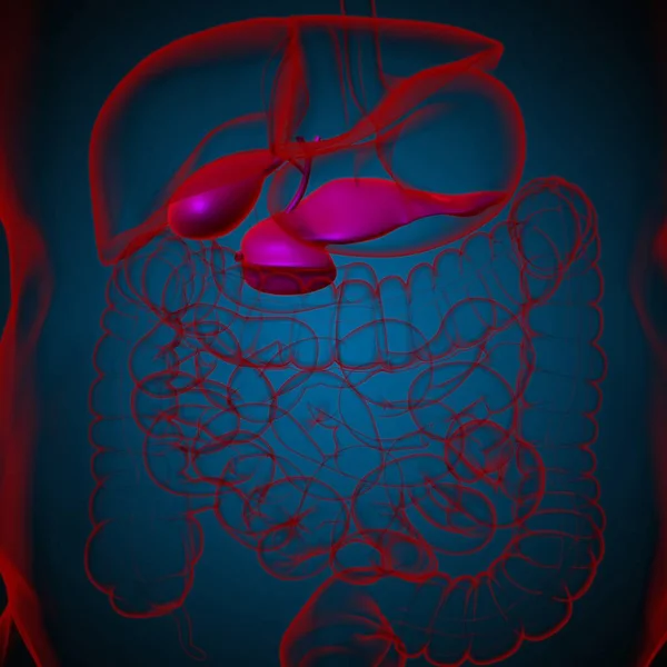 Tıbbi Konsept Için Safra Kesesi Insan Sindirim Sistemi Anatomisi Boyutlu — Stok fotoğraf