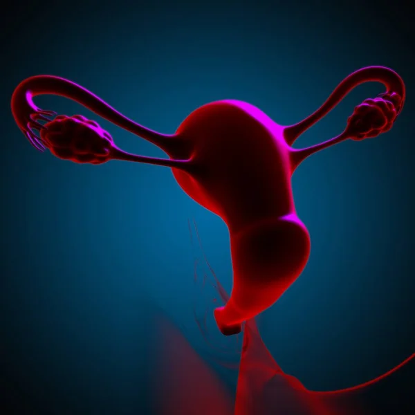 Anatomia Sistema Reprodutivo Feminino Para Ilustração Médica Conceito — Fotografia de Stock