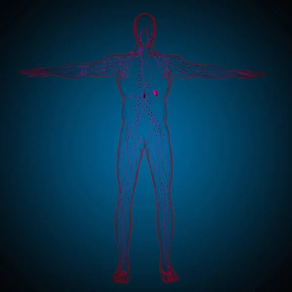 医療概念のためのヒトリンパ節解剖学3Dイラスト — ストック写真