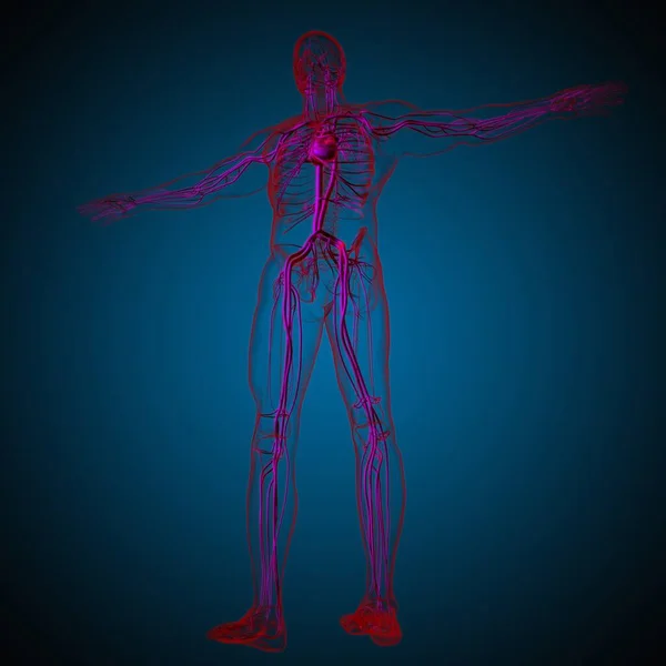 Человеческое Сердце Анатомией Системы Кровообращения Медицинской Концепции Иллюстрации — стоковое фото