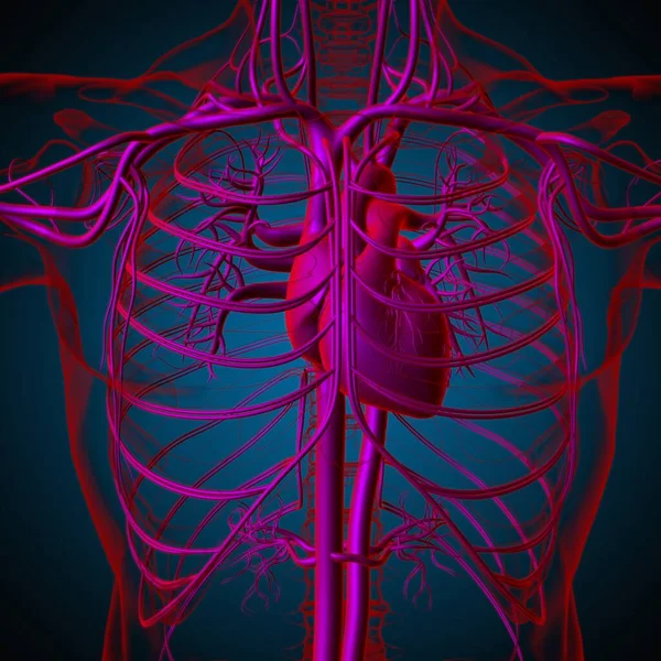 Corazón Humano Con Anatomía Del Sistema Circulatorio Para Ilustración Del —  Fotos de Stock