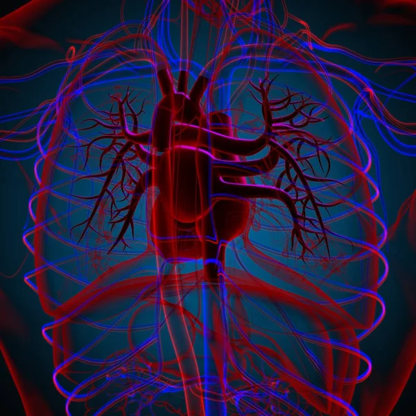 Human Heart Anatomy Medical Concept Illustration — Stock Photo, Image