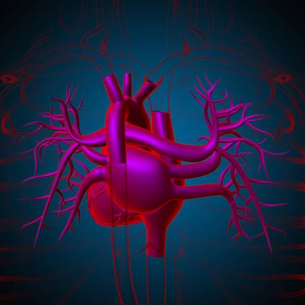 Anatomia Del Cuore Umano Concetto Medico Illustrazione — Foto Stock