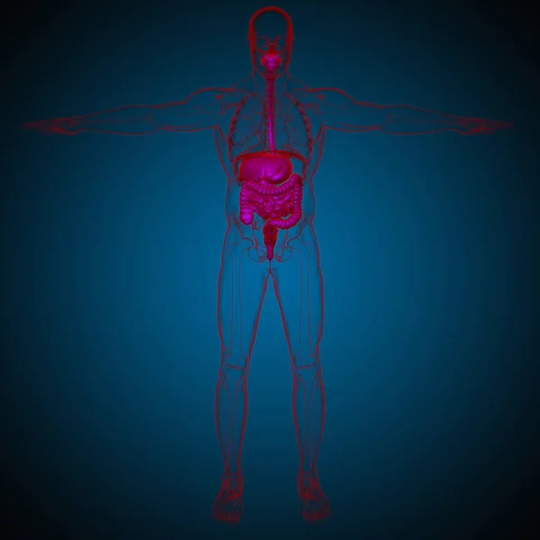 Tıbbi Konsept Resim Çin Nsan Sindirim Sistemi Anatomisi — Stok fotoğraf