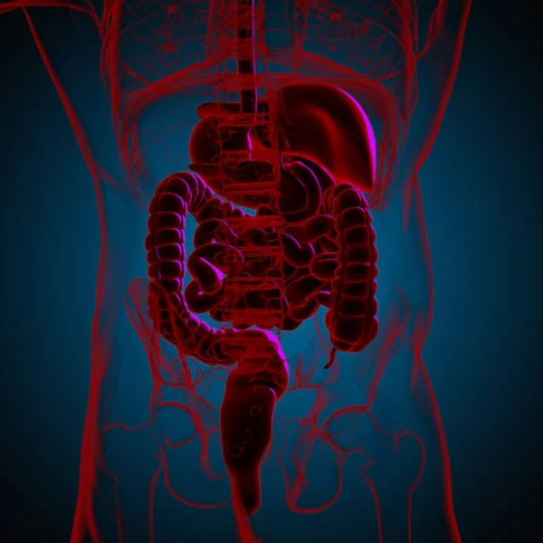 Mänskliga Matsmältningssystemet Anatomi För Medicinska Begrepp Illustration — Stockfoto