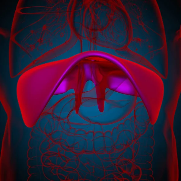 Diaphragm Human Respiratory System Anatomy Medical Concept Illustration — Stock Photo, Image