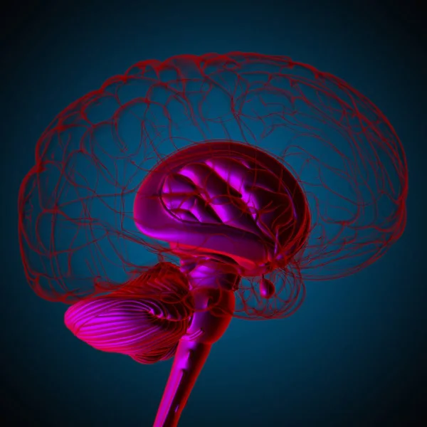 Piezas Internas Del Cerebro Humano Anatomía Para Concepto Médico Ilustración — Foto de Stock