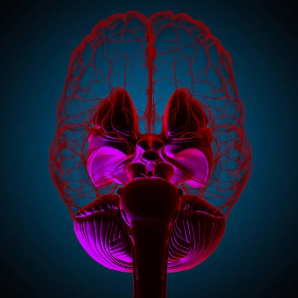 Анатомия Внутренних Частей Мозга Человека Медицинской Концепции Иллюстрации — стоковое фото