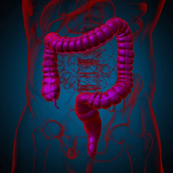 Anatomía Del Sistema Digestivo Humano Ilustración Del Intestino Grueso Para — Foto de Stock