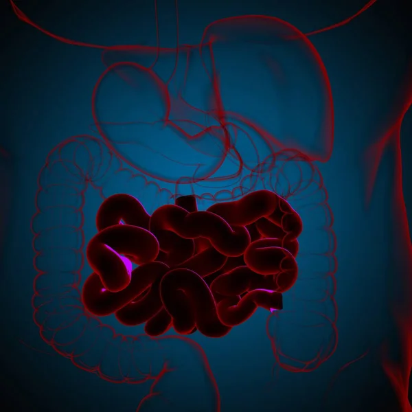 Kleine Darm Illustratie Menselijke Spijsvertering Anatomie Voor Medisch Concept — Stockfoto
