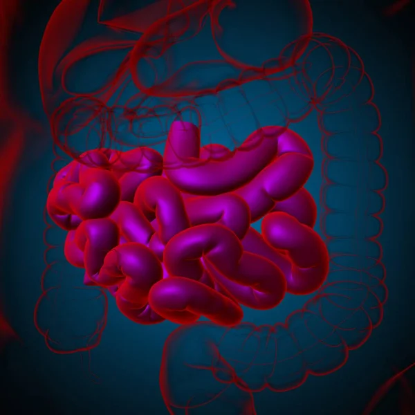 Anatomía Del Sistema Digestivo Humano Ilustración Del Intestino Delgado Para — Foto de Stock