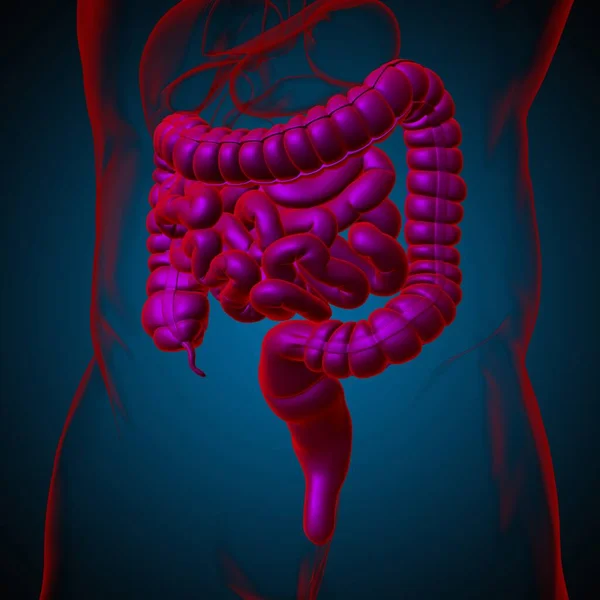 Anatomía Del Sistema Digestivo Humano Ilustración Del Intestino Delgado Grueso — Foto de Stock