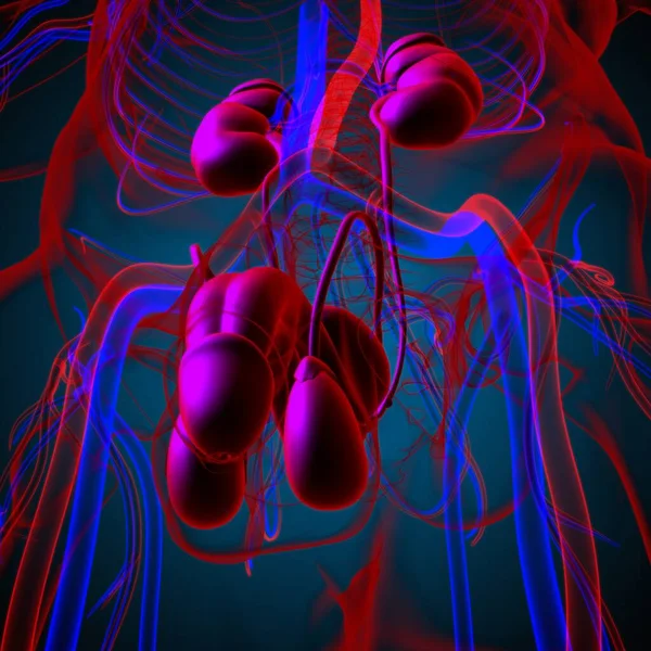 Male Reproductive System Anatomy Medical Concept Illustration — Stock Photo, Image