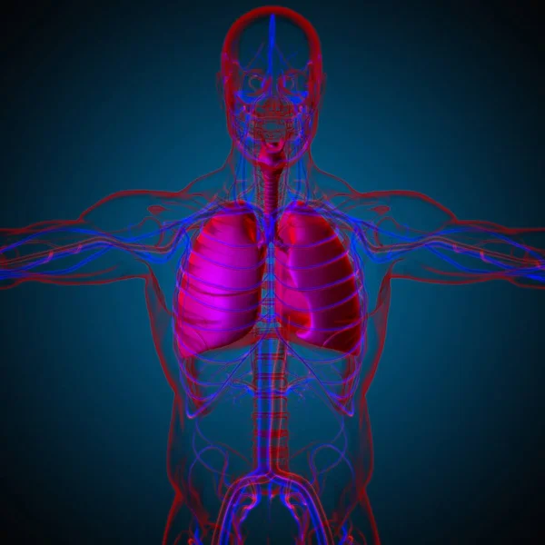 Tıbbi Konsept Boyutlu Resim Çin Akciğerler Nsan Solunum Sistemi Anatomisi — Stok fotoğraf