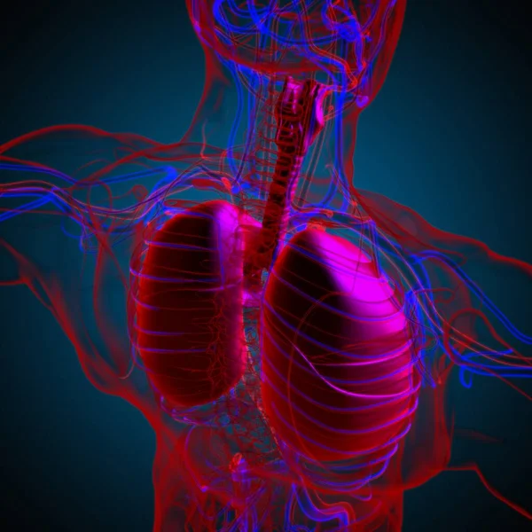 Anatomia Del Sistema Respiratorio Umano Dei Polmoni Concetto Medico Illustrazione — Foto Stock