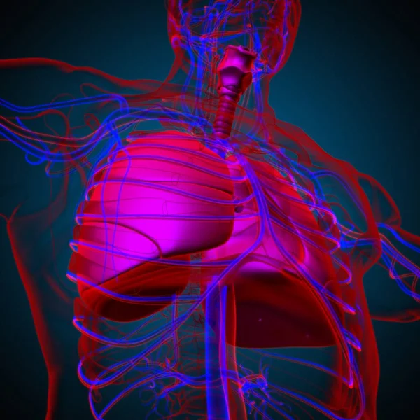 Anatomía Del Sistema Respiratorio Humano Los Pulmones Para Ilustración Del —  Fotos de Stock