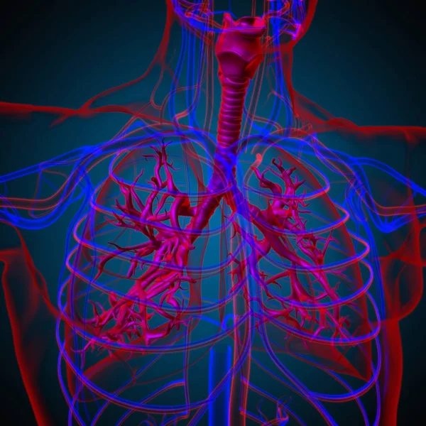 Anatomia Del Sistema Respiratorio Umano Dei Polmoni Concetto Medico Illustrazione — Foto Stock