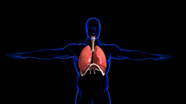 Lungs Human Respiratory System Anatomy Medical Concept Illustration — Stock Video