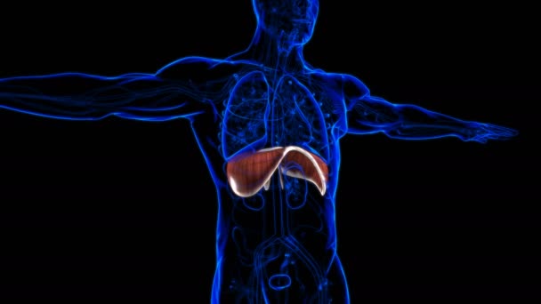 Membran Human Respiratory System Anatomie Für Medizinisches Konzept Illustration — Stockvideo