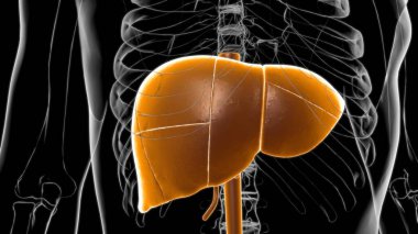 Tıbbi Konsept 3D Resim İçin Karaciğer İnsan Sindirim Sistemi Anatomisi
