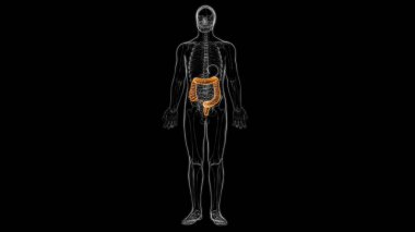 Tıbbi Konsept 3D İllüstrasyon İçin Büyük Bağırsak İnsan Sindirim Sistemi Anatomisi