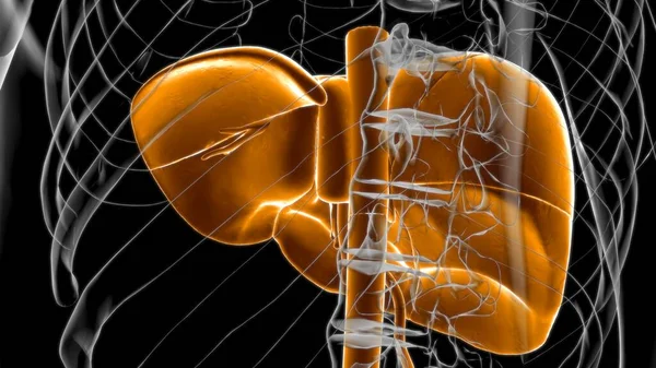 Anatomie Système Digestif Humain Foie Pour Concept Médical Illustration — Photo