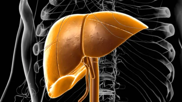 Anatomía Del Sistema Digestivo Humano Del Hígado Para Ilustración Médica — Foto de Stock