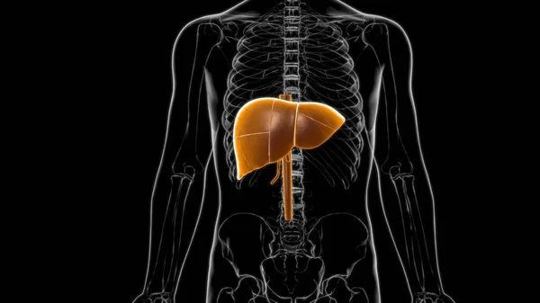 Tıbbi Konsept Resim Çin Karaciğer Nsan Sindirim Sistemi Anatomisi — Stok fotoğraf