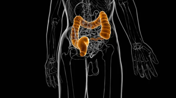 Анатомия Пищеварительной Системы Человека Большого Кишечника Медицинской Концепции Иллюстрация — стоковое фото