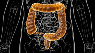 Tıbbi Konsept 3D İllüstrasyon İçin Büyük Bağırsak İnsan Sindirim Sistemi Anatomisi