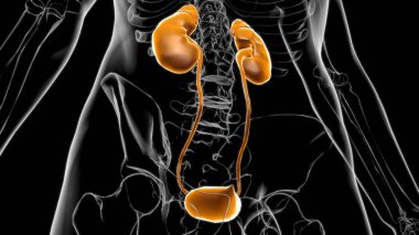 Tıbbi Konsept için Mesane Anatomisi olan İnsan İdrar Sistemi Böbrekleri 3 boyutlu İllüstrasyon