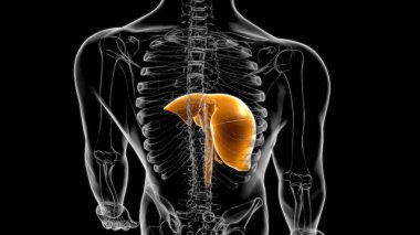 Tıbbi Konsept 3D Resim İçin Karaciğer İnsan Sindirim Sistemi Anatomisi
