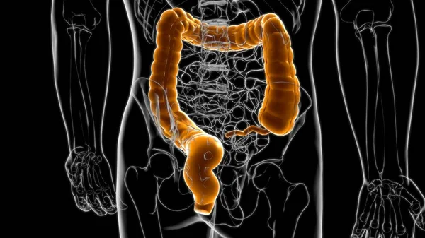 Анатомия Пищеварительной Системы Человека Большого Кишечника Медицинской Концепции Иллюстрация — стоковое фото