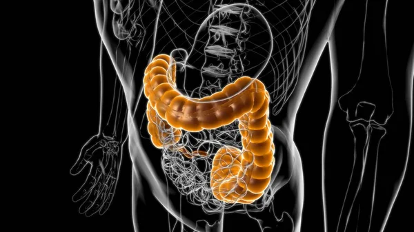 Anatomie Système Digestif Humain Gros Intestin Pour Illustration Médicale Concept — Photo