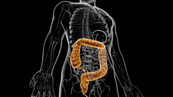 Anatomía Del Sistema Digestivo Humano Del Intestino Grueso Para Ilustración —  Fotos de Stock