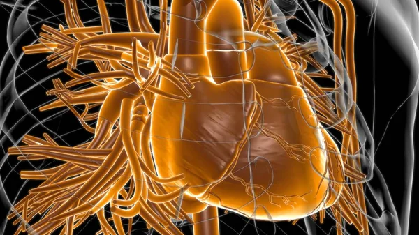 医療概念のためのヒト心臓解剖学3Dイラスト — ストック写真
