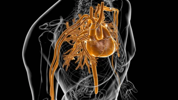 Anatomía Del Corazón Humano Para Concepto Médico Ilustración — Foto de Stock