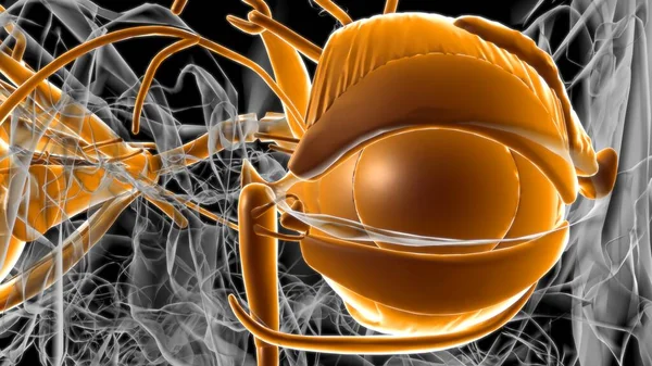 Human Eyes Anatomy For Medical Concept 3D Illustration