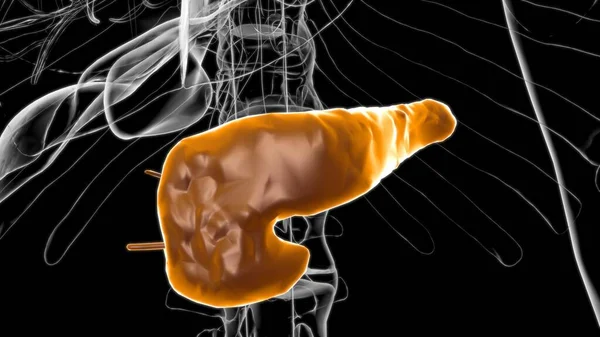 Anatomía Del Páncreas Del Sistema Digestivo Humano Para Ilustración Médica — Foto de Stock