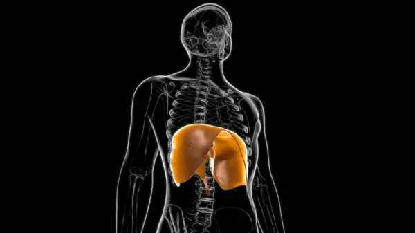 Membrana Ludzki Układ Oddechowy Anatomia Koncepcji Medycznej Ilustracja — Zdjęcie stockowe