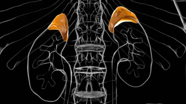 Adrenal Gland Anatomy For Medical Concept 3D Illustration