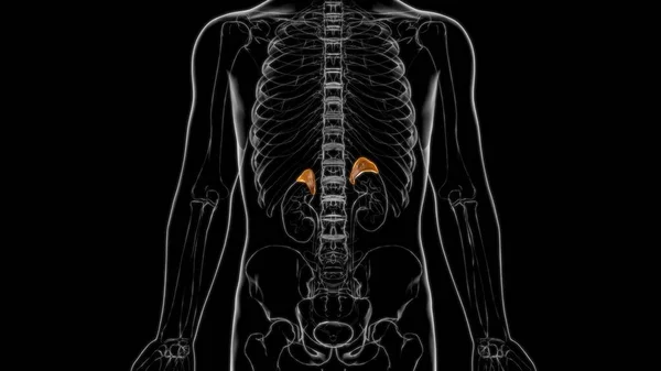 Adrenal Gland Anatomy For Medical Concept 3D Illustration