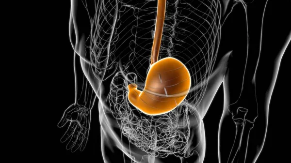 胃解剖学 医学的概念のためのヒト消化器系3Dイラスト — ストック写真