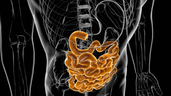 小肠三维图解人体消化系统解剖应用于医学概念 — 图库照片