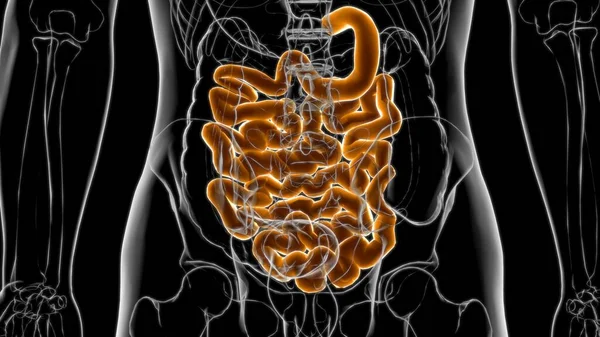 Tıbbi Konsept İçin İnce bağırsak 3D Görüntü İnsan Sindirim Sistemi Anatomisi